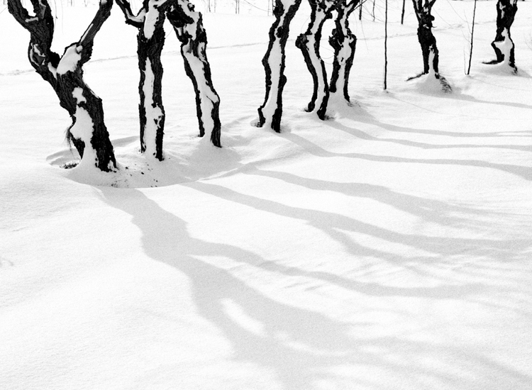 Ombre sulla neve (1953). Casarsa della Delizia (Pordenone)